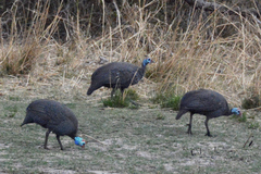 Numida meleagris mitratus