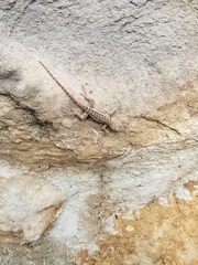 Sceloporus albiventris