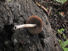 Psathyrella pennata