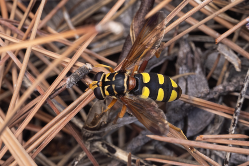 Milesia semiluctifera