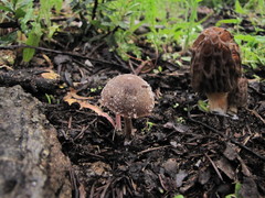 Psathyrella pennata