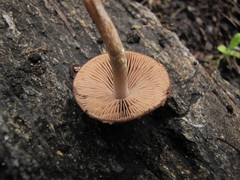 Psathyrella pennata