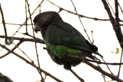 Poicephalus cryptoxanthus cryptoxanthus