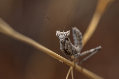 European Dwarf Mantis, photo 10 of 10