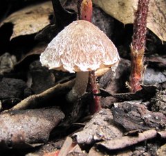 Psathyrella pennata