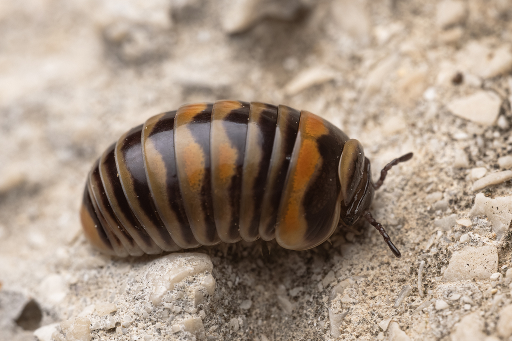 Glomeris pulchra