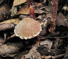 Psathyrella pennata