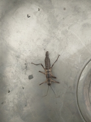 Peruphasma pentlandi