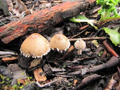 Psathyrella pennata