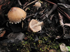 Psathyrella pennata