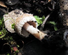 Psathyrella pennata