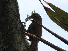 Xiphocolaptes promeropirhynchus