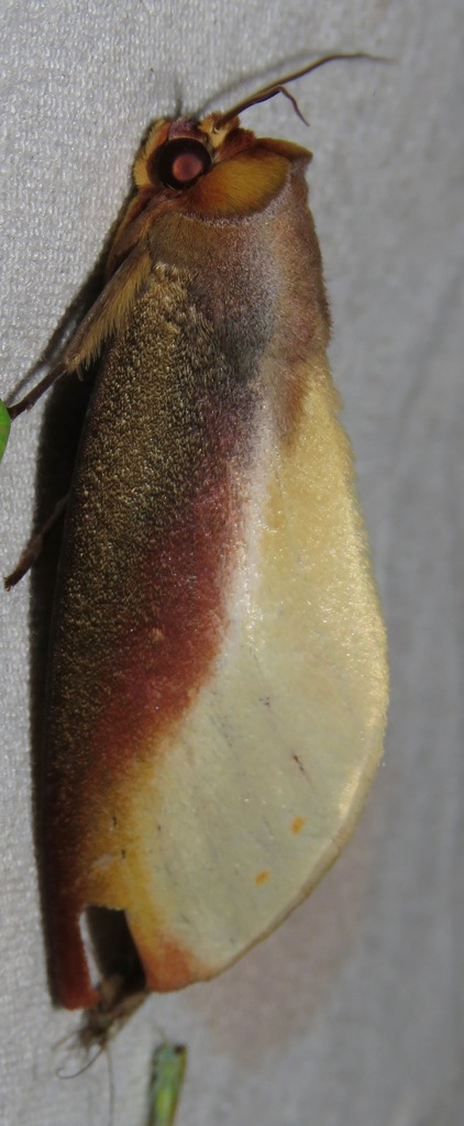 Drastoma