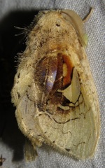 Arrhenophanes perspicilla