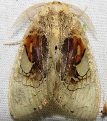 Arrhenophanes perspicilla