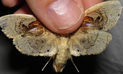 Arrhenophanes perspicilla