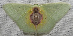 Nemoria astraea