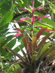 Guzmania wittmackii