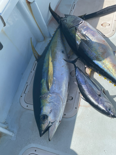 Thunnus, 2024-11-14