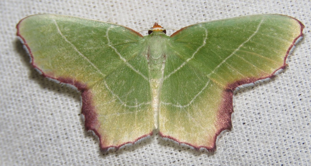 Poecilochlora