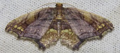 Eois angulata