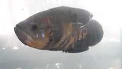 Astronotus ocellatus