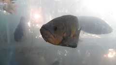 Astronotus ocellatus