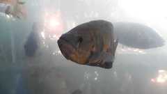 Astronotus ocellatus