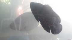 Astronotus ocellatus