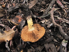 Pholiota highlandensis
