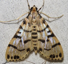 Azochis cirrhigeralis