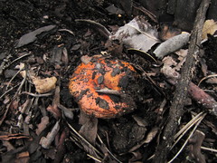 Pholiota highlandensis