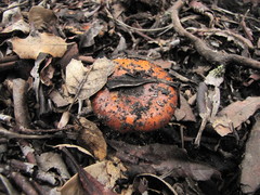 Pholiota highlandensis