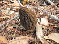 Morchella eximia