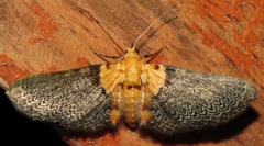 Eupithecia cuneilineata
