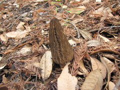 Morchella eximia