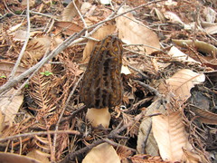 Morchella eximia