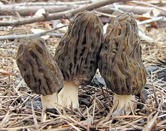 Morchella eximia