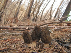 Morchella eximia