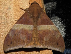 Ophisma