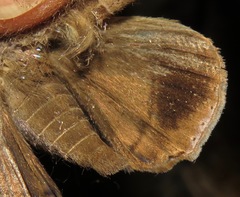 Ophisma