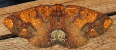 Melinodes detersaria