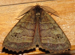 Prionoptera serraoides