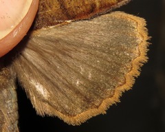 Prionoptera serraoides