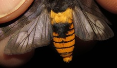 Pachydota