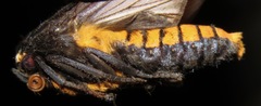 Pachydota