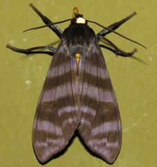 Pachydota
