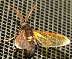 Sarosa