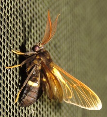 Sarosa