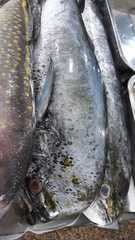 Coryphaena